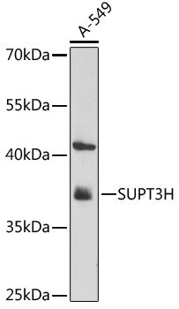 SUPT3H antibody