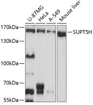 SUPT5H antibody