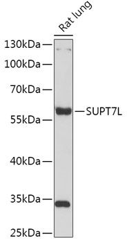 SUPT7L antibody
