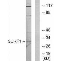 SURF1 antibody