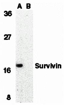 Survivin Antibody