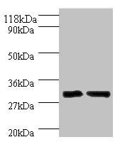 Sus scrofa Interleukin-33 antibody