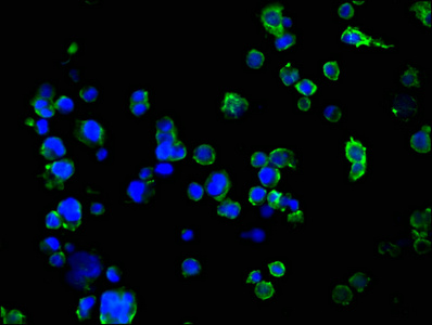 SUSD5 Antibody