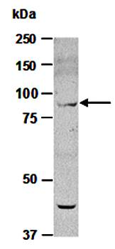 SUZ12 (N) Antibody, Rabbit Polyclonal