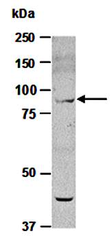 SUZ12 antibody