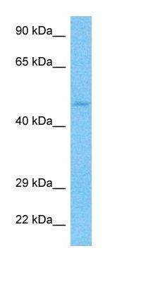 SV422 antibody