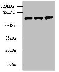 SWAP70 Antibody