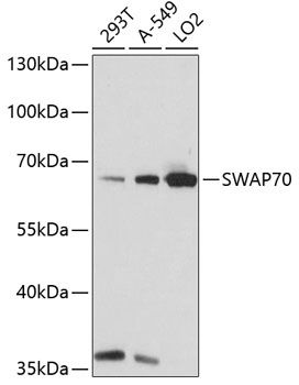 SWAP70 antibody