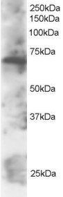 Goat anti-SWAP70 Antibody