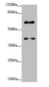 SYCE1 antibody