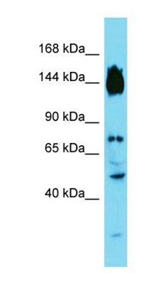 SYDE2 antibody