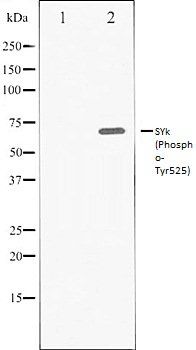 SYk (Phospho-Tyr525) antibody