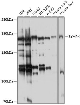 SYMPK antibody