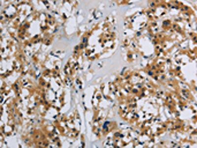 SYN1 Antibody