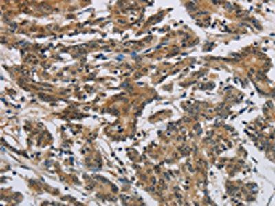 SYN1 Antibody