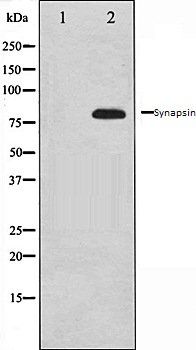 Synapsin antibody