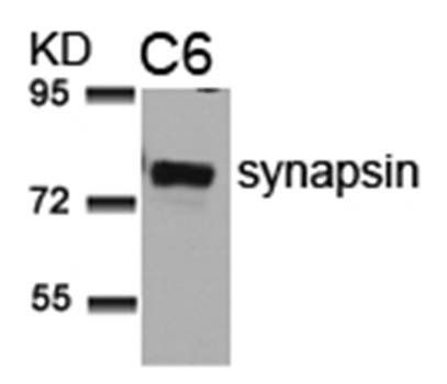 synapsin (Ab-9) Antibody