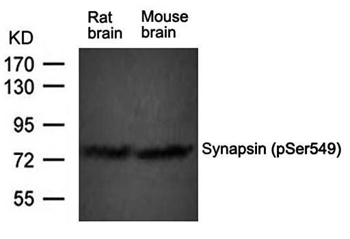 Synapsin (phospho-Ser549) Antibody