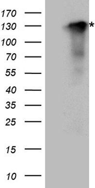 Synaptopodin (SYNPO) antibody