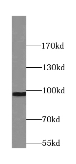 Synaptotagmin-11 antibody