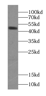 Synaptotagmin-4 antibody