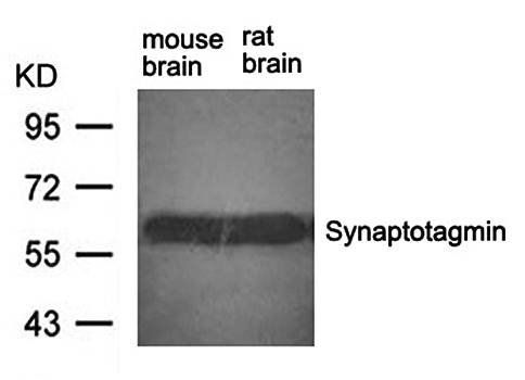 Synaptotagmin 1 (Ab-309) Antibody