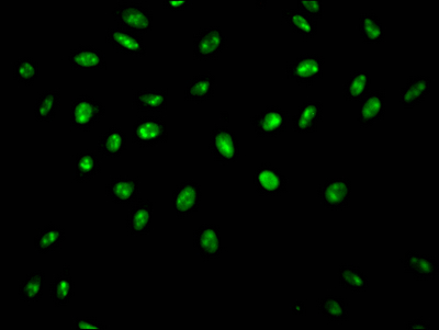 SYNCRIP Recombinant Monoclonal Antibody