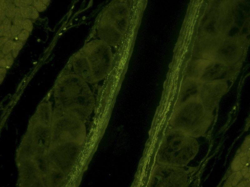 Syncytin 1 antibody (FITC)