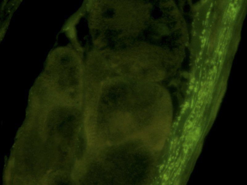Syncytin 1 Rabbit Polyclonal Antibody (FITC)