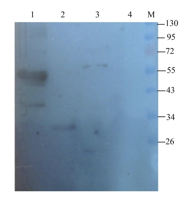 Syncytin 1 antibody