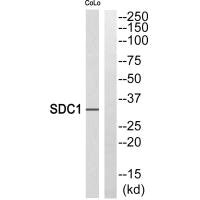 Syndecan 1 antibody