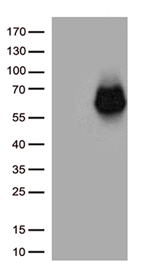 Syndecan 1 (SDC1) antibody