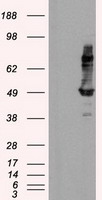 Syndecan 1 (SDC1) antibody