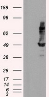 Syndecan 1 Antibody