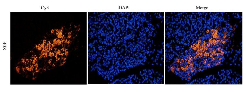 Syndecan 2 antibody