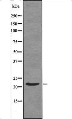 Syndecan4 (Phospho-Ser179) antibody