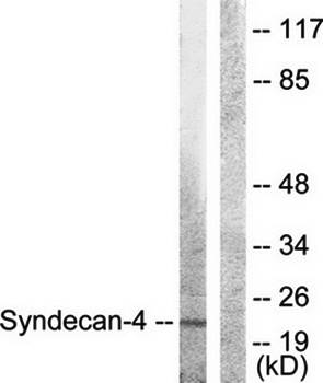 Syndecan4 (Ab-179) Antibody