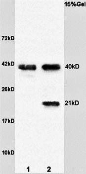 Syndecan 4 antibody