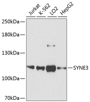 SYNE3 antibody