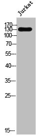 SYNE3 Antibody