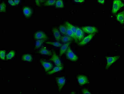 SYNGAP1 antibody
