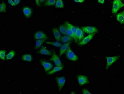 SYNGAP1 Antibody