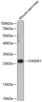 SYNGR1 antibody