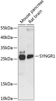SYNGR1 antibody