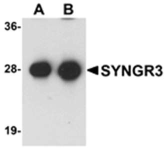SYNGR3 Antibody
