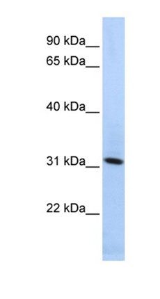 SYNGR4 antibody