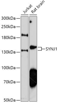 SYNJ1 antibody
