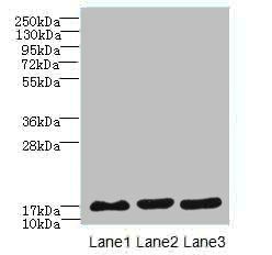 SYNJ2BP antibody