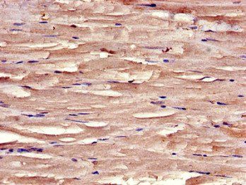 SYNM Antibody