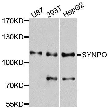 SYNPO antibody